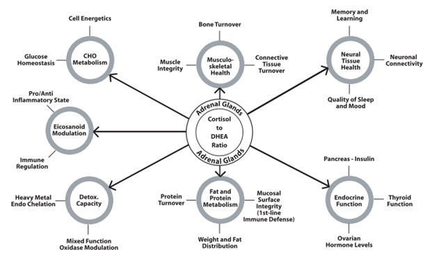 adrenal function