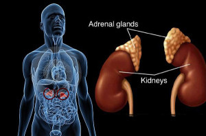 adrenal glands