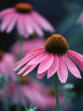 Echinacea